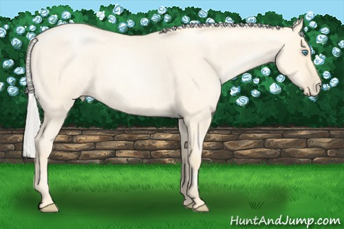 Horse Color: Silver Buckskin Roan Pearl Dun 