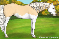 Horse Color:Palomino Splash 