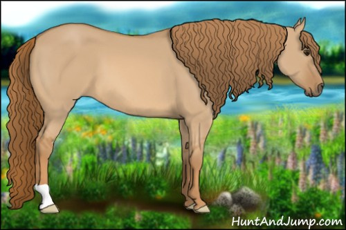 Horse Color: Red Dun 