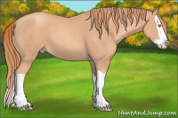 Horse Color:Gold Champagne Splash 
