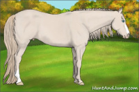 Horse Color:Perlino 