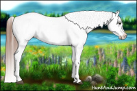 Horse Color:White Spotted Grullo Blanket Rabicano