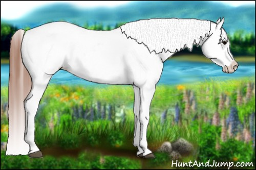 Horse Color: Brown Dun Varnish 