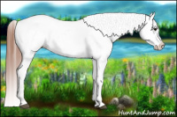 Horse Color:Brown Dun Appaloosa 