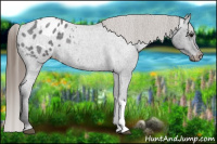 Horse Color:Smoky Blue Roan Appaloosa Rabicano 