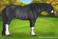 Horse Color:Brown Rabicano