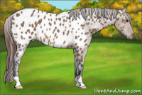 Horse Color:Brown Dun Appaloosa 