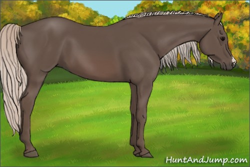 Horse Color: Silver Black 
