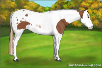 Horse Color:Chestnut Splash Tobiano 