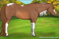 Horse Color:Chestnut Tobiano