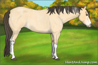 Horse Color:White Spotted Buckskin Roan 
