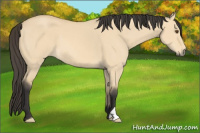 Horse Color:Buckskin Dun 