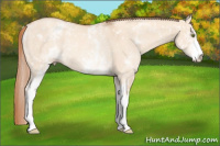 Horse Color:White Spotted Gold Champagne Dun Rabicano 
