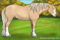 Horse Color:Gold Cream Champagne Roan Splash Rabicano 