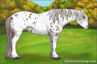 Horse Color:White Spotted Bay Appaloosa 