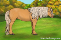 Horse Color:Chocolate Palomino 