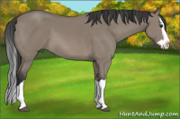 Horse Color:Grullo Splash 