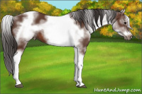 Horse Color:White Spotted Bay Tobiano Frame