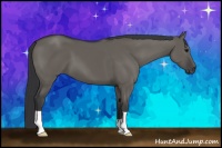 Horse Color:Grullo 