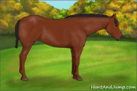 Horse Color:Gray Bay 