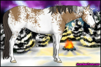 Horse Color:White Spotted Buckskin
