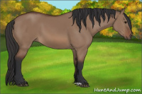 Horse Color:Bay Dun