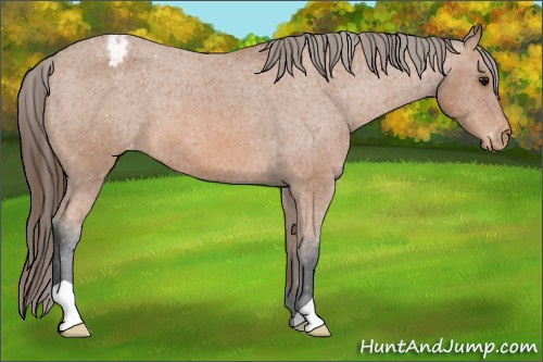 Horse Color: Unknown 