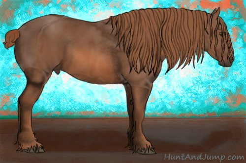 Horse Color: Liver Chestnut 
