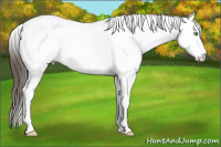 Horse Color:White Spotted Amber Champagne Dun Splash Tobiano Rabicano 
