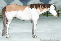 Horse Color:Amber Champagne Splash Rabicano 