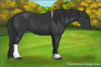 Horse Color:Black Tobiano 