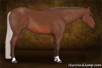 Horse Color:Silver Bay 