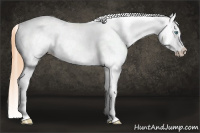 Horse Color:White Spotted Buckskin Pearl Dun Appaloosa Rabicano 