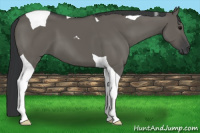 Horse Color:Grullo Tobiano 