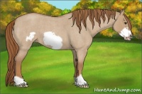 Horse Color:Red Dun Roan Frame