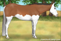 Horse Color:Bay Splash 