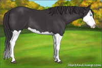 Horse Color:Buckskin Splash 