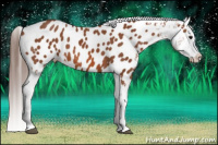 Horse Color:Bay Near Leopard 