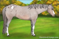 Horse Color:Bay Appaloosa 
