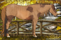 Horse Color:Bay  Brindle