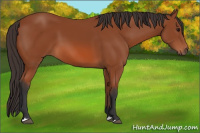 Horse Color:Bay 