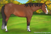 Horse Color:Bay Splash 