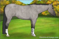 Horse Color:Grullo Roan 