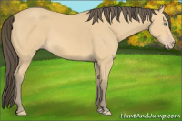 Horse Color:Amber Cream Champagne