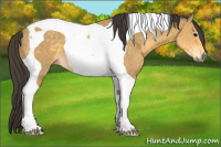 Horse Color:Buckskin Tobiano