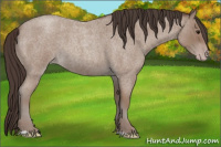 Horse Color:Sable Champagne Roan