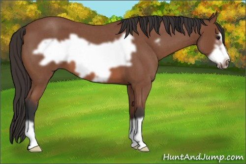 Horse Color: Bay Roan Frame 