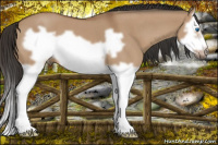 Horse Color:Bay Roan Dun Splash Frame 