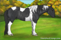 Horse Color:Black Tobiano Rabicano