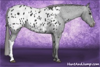 Horse Color:Black Appaloosa 